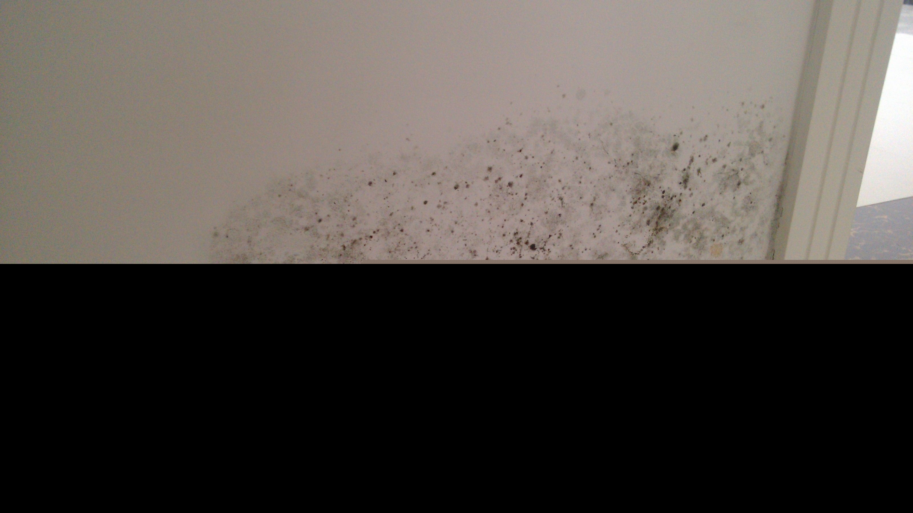 墙壁发霉怎么办 墙壁发霉怎么办