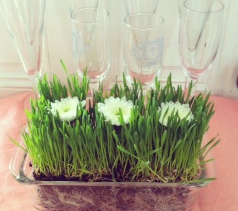 自然美色点缀空间 适合室内摆放的花草 自然美色点缀空间 适合室内摆放的花草