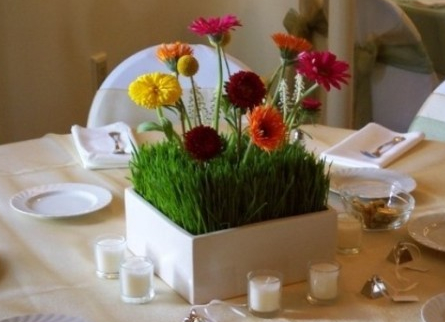 自然美色点缀空间 适合室内摆放的花草 自然美色点缀空间 适合室内摆放的花草