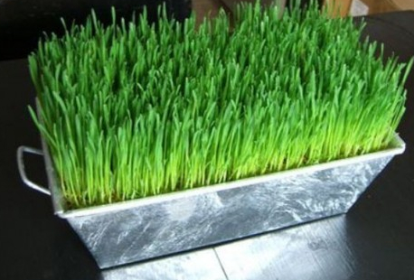 自然美色点缀空间 适合室内摆放的花草 自然美色点缀空间 适合室内摆放的花草