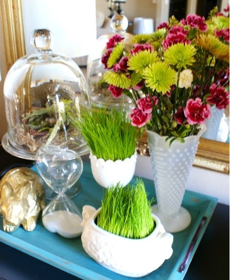 自然美色点缀空间 适合室内摆放的花草 自然美色点缀空间 适合室内摆放的花草