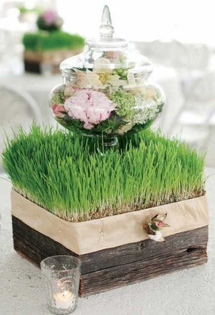 自然美色点缀空间 适合室内摆放的花草 自然美色点缀空间 适合室内摆放的花草