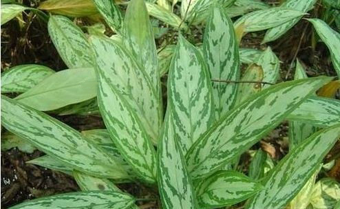 房屋装修放什么植物好 房屋装修放什么植物好