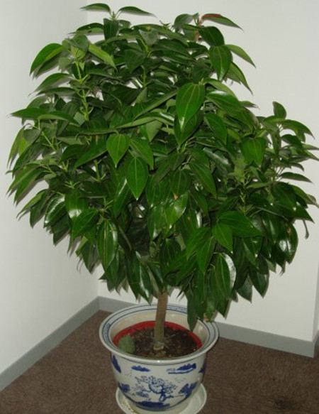 室内风水植物