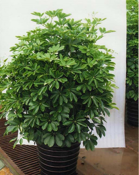 室内风水植物
