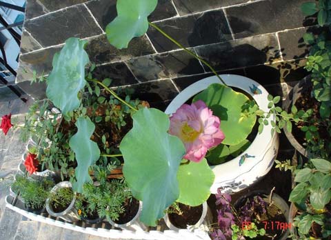 充满夏天的清凉绿色 13万装出绿色精致小家组