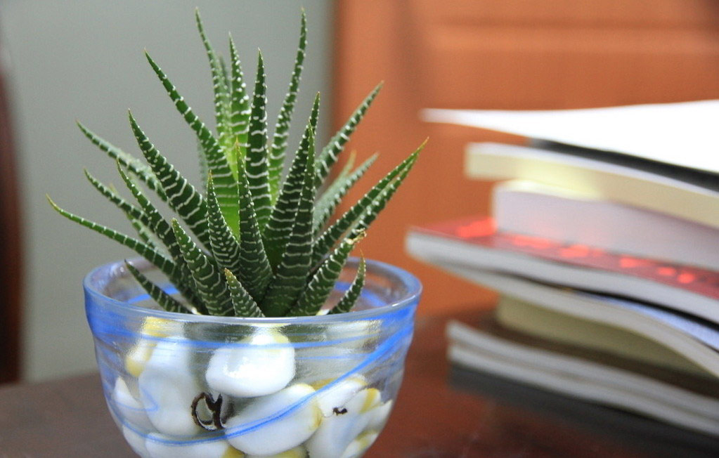 适宜室内养的植物