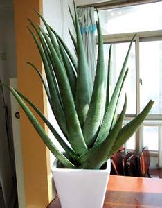 新房放置的植物，新房适合什么植物呢?