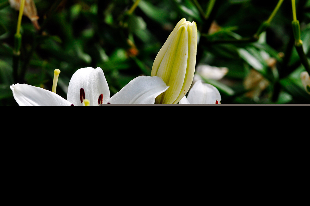 百合花的功效和作用