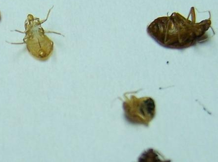 被褥上有咬人的小虫子