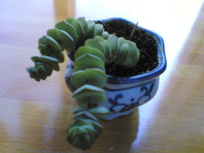 钱串子的养殖方法_钱串子花图片