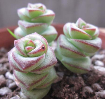 钱串子的养殖方法_钱串子花图片