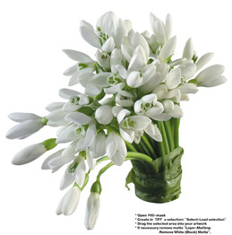 白玉兰花语是什么？白玉兰花图片