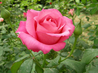 月季花品种介绍 月季花图片欣赏