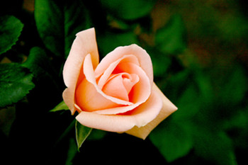 月季花品种介绍 月季花图片欣赏
