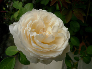 月季花品种介绍 月季花图片欣赏