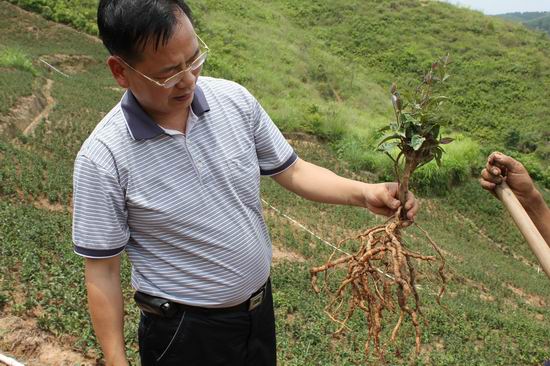 巴戟天简介 巴戟天简介