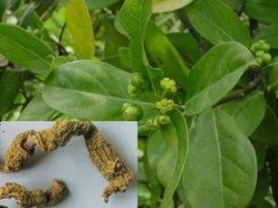 巴戟天有什么功效