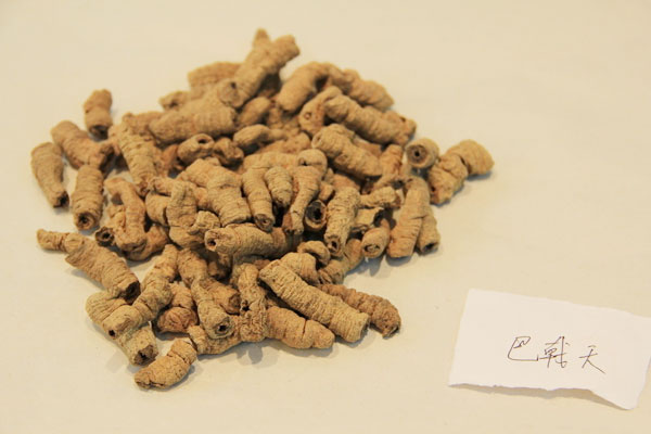 巴戟天用药有哪些注意事项