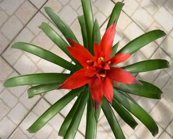 鸿运当头的养护技巧有哪些