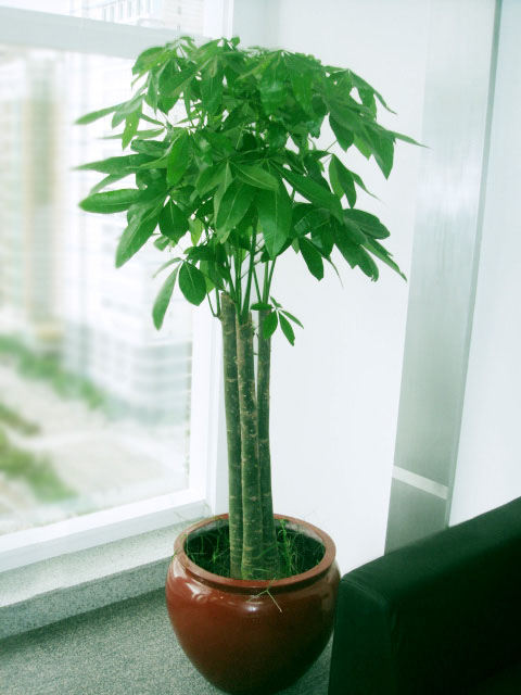 发财树对家居环境有什么影响