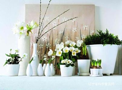 家居绿植、花卉的选择与摆放全攻略