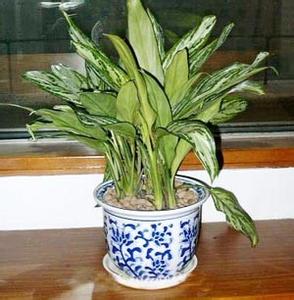 银皇后对家居环境有什么影响