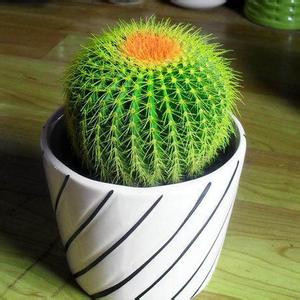 什么植物能防电脑辐射？