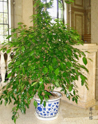 什么植物能防电脑辐射？
