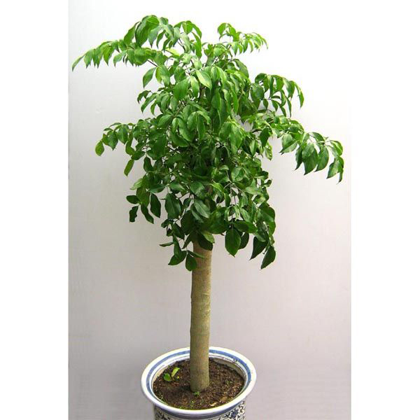 幸福树对家居环境有什么样的影响？