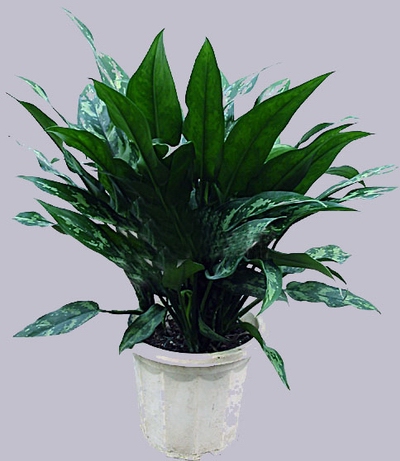 黑美人简介 黑美人简介