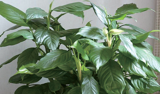 万年青对家居环境有什么影响