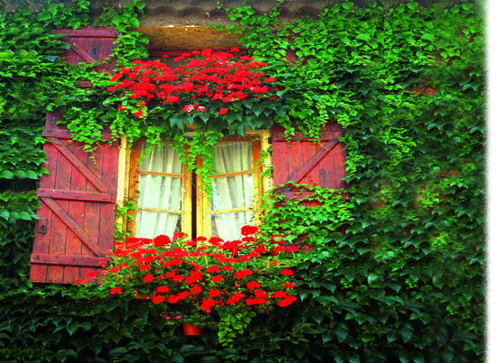 常春藤基本信息