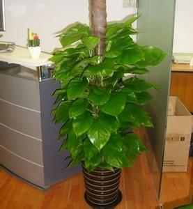 吸甲醛的植物有哪些