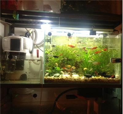 鱼缸加热棒的摆放位置讲究