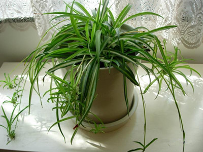 怎么保持室内空气清洁 清洁空气方法大全