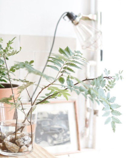 今年冬天的室内装饰 必须给房间加点观叶绿色植物！