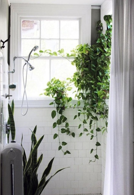 今年冬天的室内装饰 必须给房间加点观叶绿色植物！