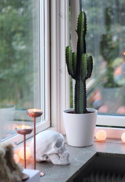 今年冬天的室内装饰 必须给房间加点观叶绿色植物！