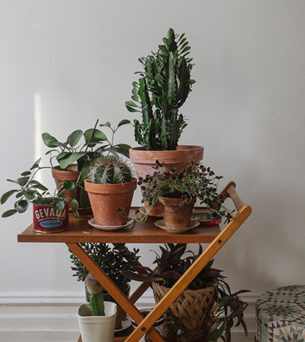 今年冬天的室内装饰 必须给房间加点观叶绿色植物！