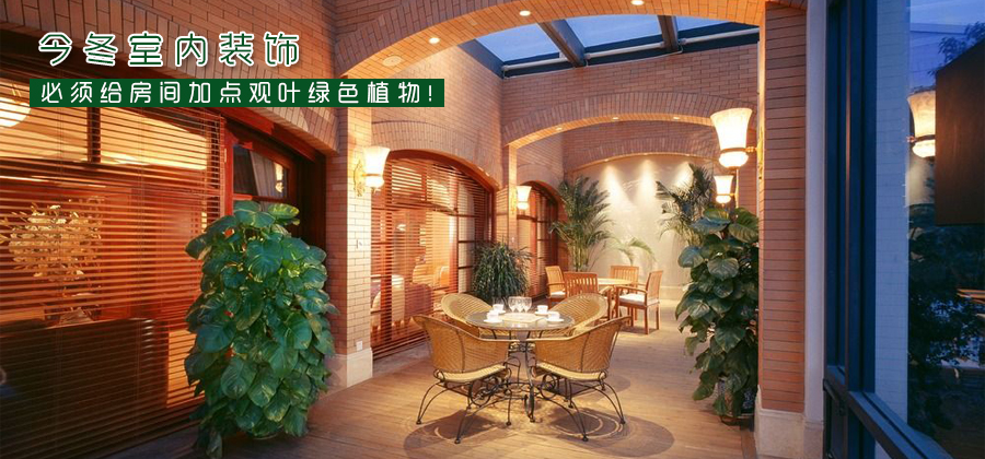 今冬室内装饰 必须给房间加点观叶绿色植物！