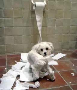 装房子请一定看好你家的狗！大冬天装修我容易么！