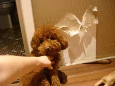 装房子请一定看好你家的狗！大冬天装修我容易么！