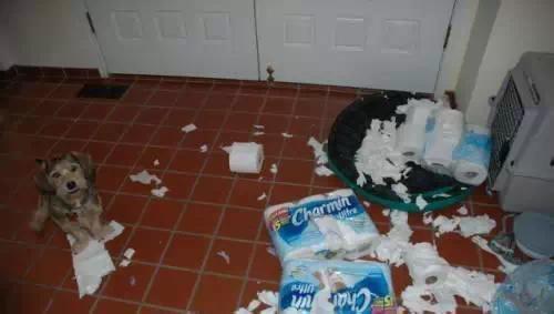 装房子请一定看好你家的狗！大冬天装修我容易么！