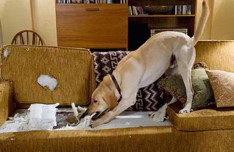 装房子请一定看好你家的狗！大冬天装修我容易么！