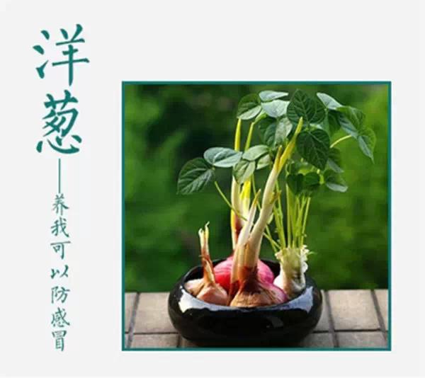 谁说只有花草才能布置家？吃不完，养起来，剩菜变盆栽！