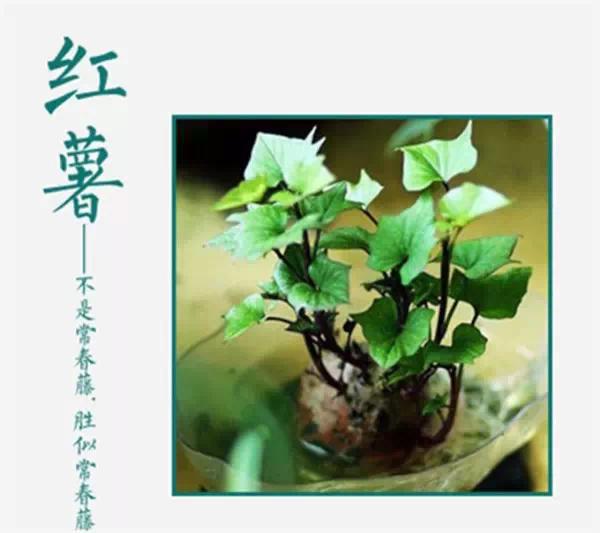 谁说只有花草才能布置家？吃不完，养起来，剩菜变盆栽！