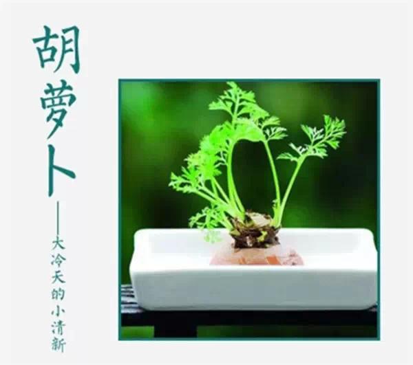 谁说只有花草才能布置家？吃不完，养起来，剩菜变盆栽！