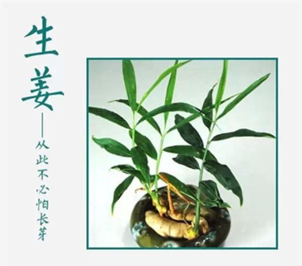 谁说只有花草才能布置家？吃不完，养起来，剩菜变盆栽！