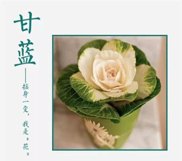 谁说只有花草才能布置家？吃不完，养起来，剩菜变盆栽！